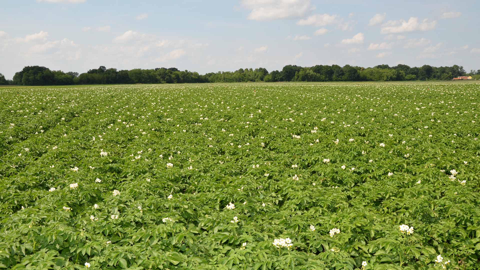 Potatoes from Međimurje