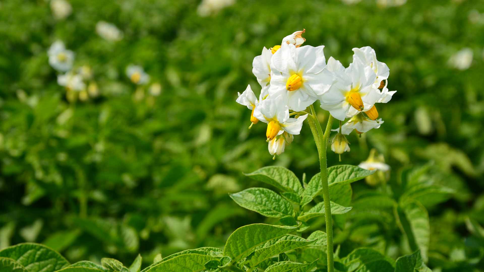 Daily care and control for <br> healthy and quality vegetables.