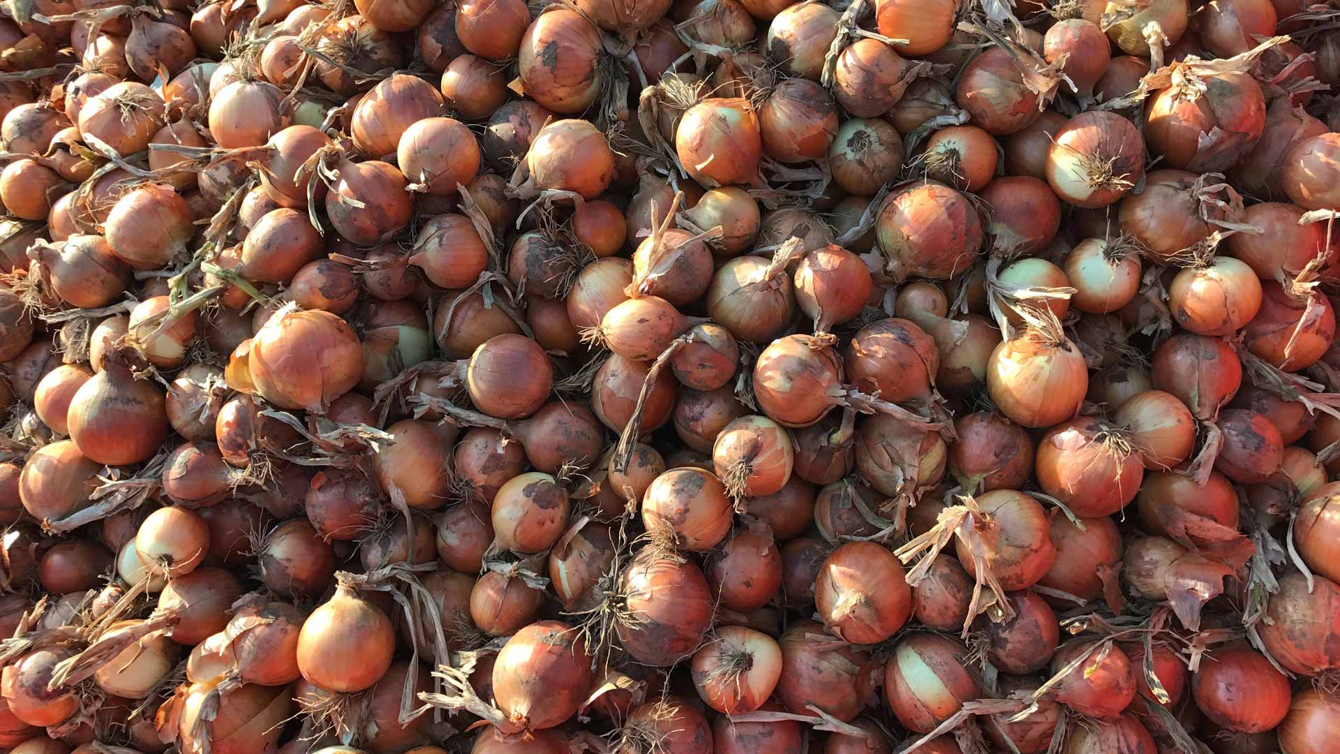 Onions from Međimurje